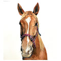 Custom Commission Horse Portrait