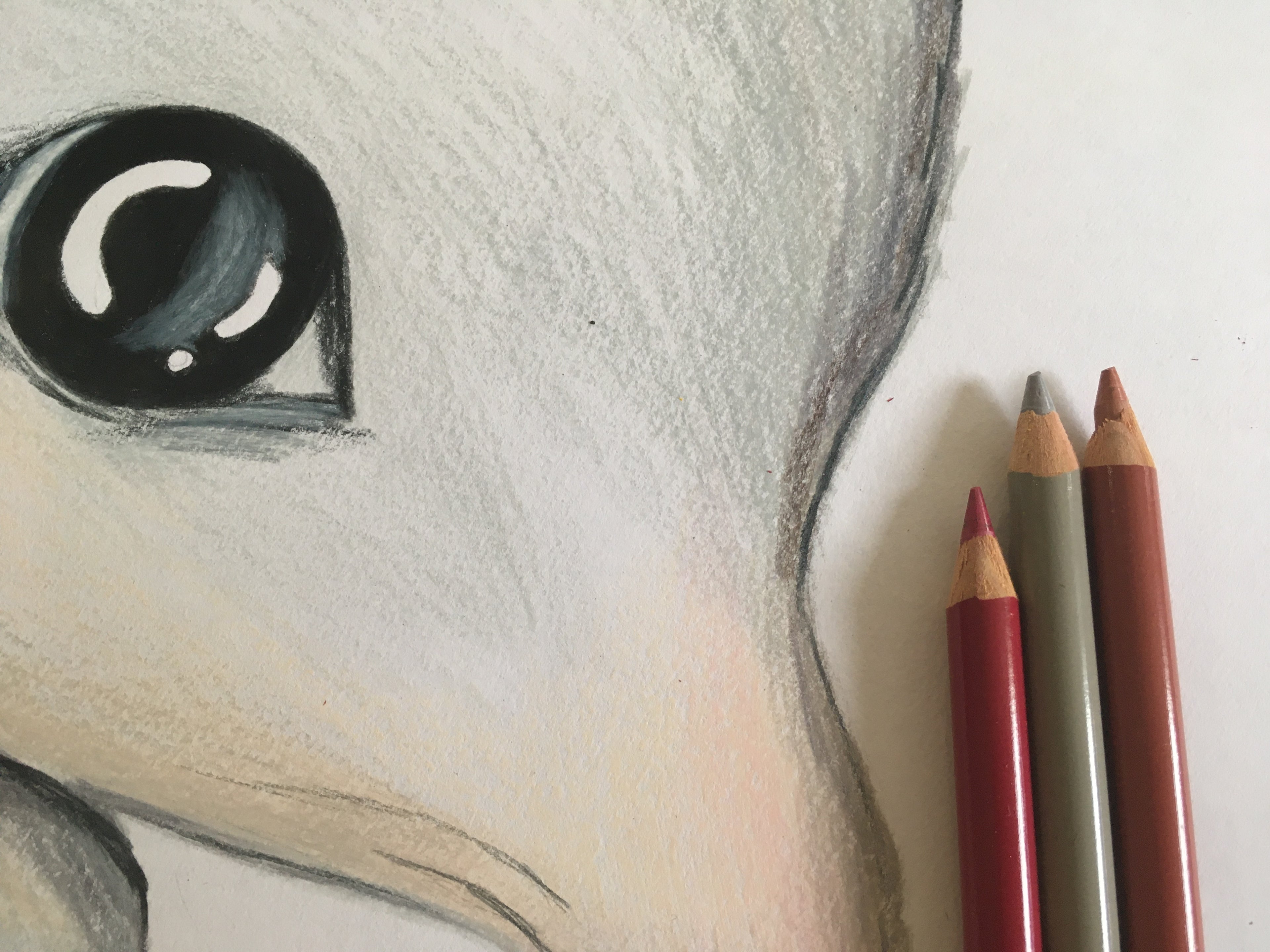 Bilby Art Print | Harry